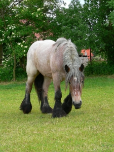 Koně
